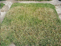 Mancha parda