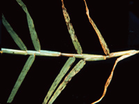 Blade of grass with leaf spot