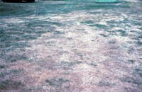 Gray leaf spot affecting an area of grass