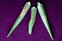 Individual blades of grass with gray leaf spot