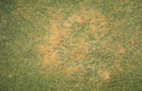 Patch of grass showing anthracnose symptoms