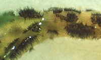 Magnified view of the tiny, spined, black fruiting bodies of Colletotrichum