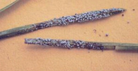 clipped grass showing pinhead-sized fruiting bodies of slime mold
