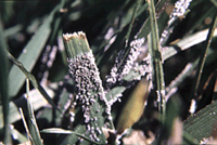 blades of grass showing fruiting bodies of slime mold in a lawn