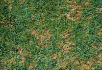 Patch of grass showing Pythium symptoms