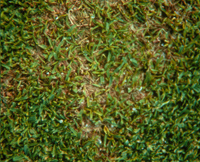 Yellowing of grass affected by Pythium