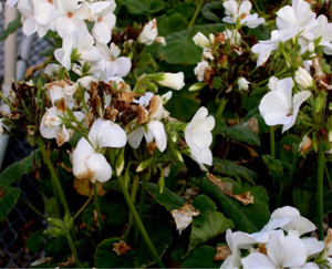Figura 10. Flores de geranio mostrando síntomas de <em>Botritis</em>. [Foto: A. Martinez]” width=”300″> <strong>Figura 10.</strong> Flores de geranio mostrando síntomas de <em>Botritis</em>. [Foto: A. Martinez]</div>
<p> </p>
<h4>Estrategias de Manejo:</h4>
<ul>
<li>Retire las flores afectadas y senescentes.</li>
<li>Reduzca la humedad y promueva el secado de las hojas como se describe en la sección de manejo general de las enfermedades.</li>
<li>El uso de fungicidas puede ser necesario cuando las condiciones son favorables para el desarrollo de la enfermedad. Evite el uso repetido del mismo fungicida o del mismo grupo químico o mismo modo de acción para así minimizar el desarrollo de resistencia del hongo hacia el fungicida.</li>
<li>Consulte el manual de manejo de pesticidas de Georgia.</li>
</ul>
<h3>Cancrosis o Gangrena por Seiridium</h3>
<div class=