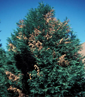 Figura 11. Muerte de las ramas de <ciprés Leyland> causadas por Seiridium canker. [Foto: J. Williams-Woodward]” width=”275″> <strong>Figura 11.</strong> Muerte de las ramas de {ciprés Leyland} causadas por Seiridium canker. [Foto: J. Williams-Woodward]</div>
<p>Esta enfermedad es prevalente particularmente en plantas de ciprés {Leyland} dañadas por sequía durante periodos cálidos. La enfermedad es causada por el hongo <em>Seiridium unicorne</em>.</p>
<h4>Síntomas:</h4>
<p>Amarillamiento y marchitamiento del follaje viejo y la muerte de las ramitas y ramas. Gangrenas alargadas de un color rojizo se desarrollan en las heridas de la corteza, la corteza se vuelve de color oscuro y produce una gran cantidad resina que se exuda en los márgenes de las gangrenas. La infección puede ocurrir en cualquier parte del árbol y en cualquier etapa de crecimiento. Los árboles lucen ralos y sin muchas ramas.</p>
<h4>Estrategias de Manejo:</h4>
<ul>
<li>Las plantas sometidas a estrés por sequía o calor son particularmente susceptibles a la enfermedad.</li>
<li>No hay otro control más efectivo que el podar las ramas afectadas.</li>
<li>Los árboles deben ser irrigados durante las temporadas de sequía para reducir el desarrollo de la enfermedad.</li>
<li>No hay fungicidas efectivos una vez que la infección se ha establecido en el árbol.</li>
</ul>
<h3 class=