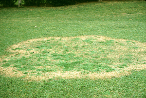 Figura 16. Infección por <em>Rhizoctonia solani</em> en el pasto zoysia. [Foto: L. Burpee]” width=”300″> <strong>Figura 16.</strong> Infección por <em>Rhizoctonia solani</em> en el pasto zoysia. [Foto: L. Burpee]</div>
<div class=