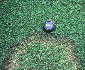 Figura 17. Mancha Parda en pasto <Bent>. [Foto: L. Burpee]” width=”300″> <strong>Figura 17. </strong>Mancha Parda en pasto {Bent}. [Foto: L. Burpee]</div>
<p> </p>
<h4>Estrategias de Manejo:</h4>
<ul>
<li>Monitoree la presencia de síntomas anormales o manchas en el césped.</li>
<li>Evite la fertilización excesiva con nitrógeno.</li>
<li>Riegue después de medianoche y antes del mediodía.</li>
<li>Incremente la circulación del aire podando selectivamente ramas de árboles o arbustos.</li>
<li>Reduzca la material orgánica {thatch} a solamente una pulgada.</li>
<li>Existen fungicidas para controlar la enfermedad. Consulte el manual de plaguicidas con recomendaciones actualizadas.</li>
</ul>
<h3>Decaimiento o Mancha Foliar por Curvularia</h3>
<div class=