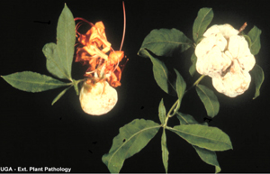 Figura 8. Agallass en las hojas causadas por el hongo <em>Exobasidium</em> spp., en azalea. <br /> [Foto: UGA Plant Pathology]” width=”300″> <strong>Figura 8. </strong>Agallass en las hojas causadas por el hongo <em>Exobasidium</em> spp., en azalea. <br />[Foto: UGA Plant Pathology]</div>
<h4>Síntomas:</h4>
<p>Las agallas de las hojas y flores, causadas por el hongo <em>Exobasidium</em> spp., son comunes en azalea, rododendro, laureles de la montaña (<em>Kalmia</em>), y camelia en la primavera durante periodos húmedos y frescos. La infección ocurre en la etapa de producción de botones florales o foliares si las condiciones ambientales son favorables.</p>
<p>Los tejidos de las hojas y flores se ensanchan e hinchan y éstas se tornan carnosas y decoloradas. Inicialmente las agallas se tornan de color verde claro a rosado. Cuando maduran, las agallas se ponen de un color blanco. En camelias, solamente la parte del envés de la hoja se pone blanco. Finalmente las agallas se tornan negruzcas y duras. Las esporas que infectan la siguiente estación de crecimiento se dispersan cuando las agallas son de color blanco. La enfermedad no causa un daño significativo a las plantas afectadas.</p>
<h4>Estrategias de Manejo:</h4>
<ul>
<li>Remueva las agallas tan pronto como sean detectadas y antes de que se pongan de color blanco para reducir la infección del próximo año.</li>
<li>Generalmente no se necesitan fungicidas para controlar las agallas. El tiempo de aplicación de los fungicidas debe de coincidir con la producción de botones florales. Las aplicaciones de fungicidas después de que las agallas se hacen visibles son innecesarias e inefectivas.</li>
<li>Consulte el manual de manejo de pesticidas de Georgia.</li>
</ul>
<h3>Tizon por Botritis</h3>
<h4>Síntomas:</h4>
<p>El tizón por botritis es una amenaza latente a las plantas ornamentales en el paisaje y en los invernaderos. El hongo causa una serie de síntomas que van desde manchas foliares y quemazones en las hojas y en las flores, hasta gangrenas en los tallos, pudriciones de la corona, marchitamiento y damping-off. La infección por botritis causa decoloración y muerte de los botones florales y una perdida prematura de flores. El hongo se dispersa por el movimiento de esporas en las corrientes de aire, en el salpicado de agua y por medio de insectos. El hongo comúnmente invade tejido que ha sido dañado o senescente, como lo son los pétalos de flores o otros residuos frescos de planta. Puede también invadir tejido sano que haya estado en contacto con residuos infectados. Masas de esporas de color grisáceo-pardo de paredes delgadas se desarrollan en los tejidos de las plantas en condiciones de clima nublado, húmedo y fresco. La presencia de estas esporas es un diagnostico confirmatorio para las infecciones de botritis.</p>
<div class=
