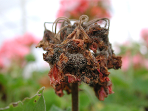 Figura 9. Tizón de la flor causado por <em>Botrytis</em>. [Foto: D. Mueller]” width=”300″> <strong>Figura 9.</strong> Tizón de la flor causado por <em>Botrytis</em>. [Foto: D. Mueller]</div>
<div class=