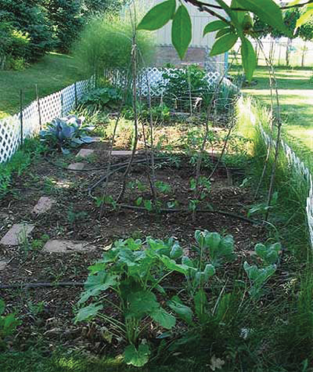Garden in a shaded area