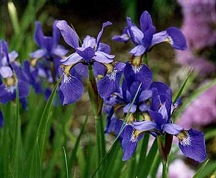 Japanese Iris