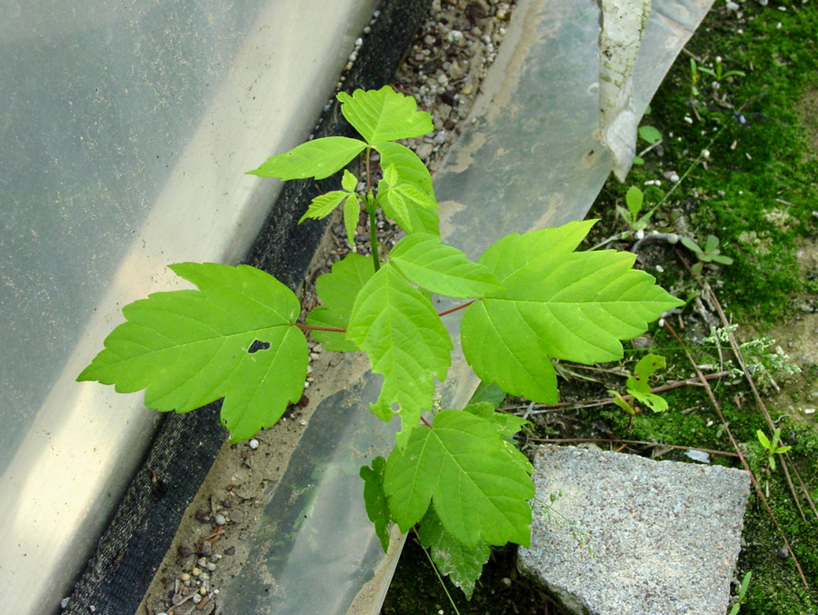 Box elder leaves have a similar appearance as poison ivy but have opposite leaves instead of alternating leaves.