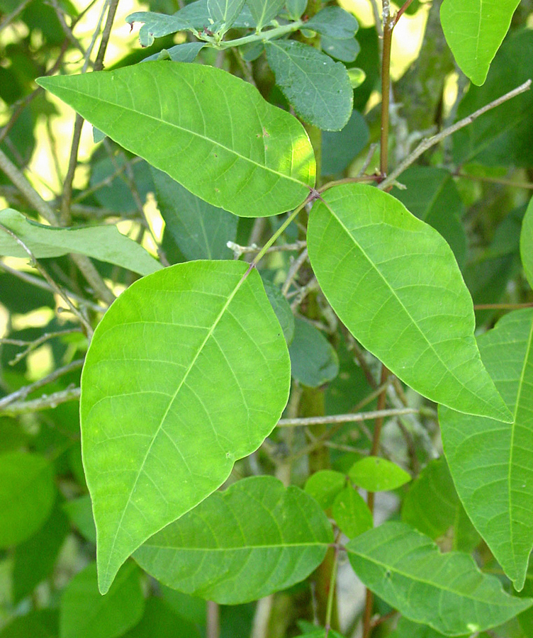 A poison ivy leaf has three leaflets in a distinct triangular pattern. These leaflets are smooth on the edges and somewhat teardrop-shaped.