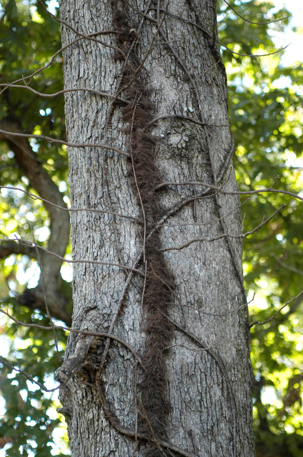 A poison ivy vine clumbs a tree, clinging to it with aerial rootlets that have a hairlike appearance.