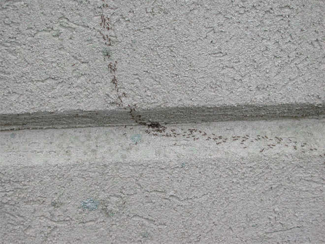 A trail of Argentine ants crawling across a concrete block wall.