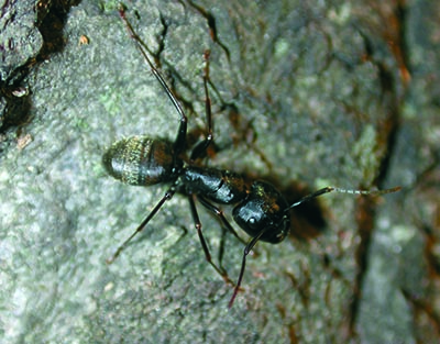 Black carpenter ant