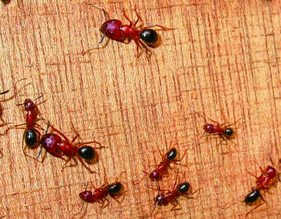 Florida carpenter ants