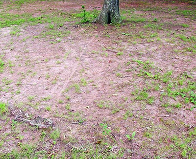 ant path