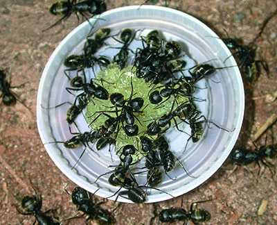 ants eating gel bait