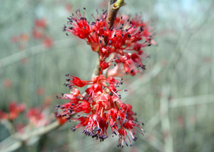 red maple flowers