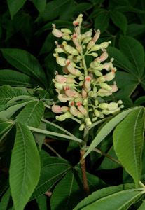 Yellow buckeye flower