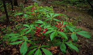 Red buckeye flowers and foliage