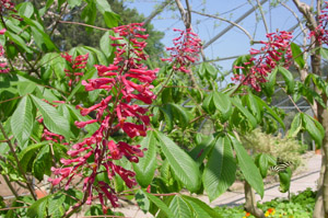 Red buckeye flowers and foliage