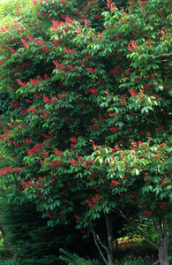 Red buckeye in bloom