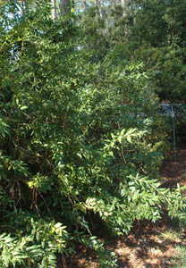 Fetterbush or Pipestem in the landscape