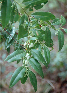 Fetterbush or Pipestem leaves