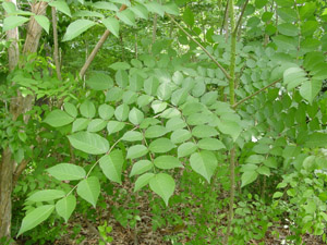 Devilâ??s Walkingstick green leaves on branches