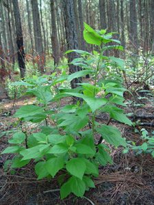 American Beautyberry foliage