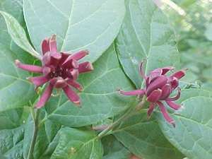 Sweetshrub flower