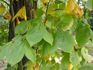 Pignut hickory leaves