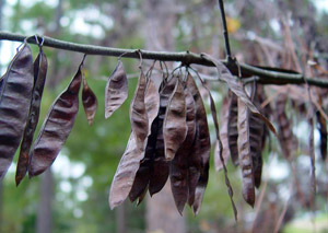 Eastern redbud seed pods