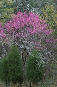 Eastern redbud tree in spring
