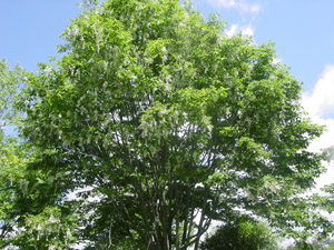 American Yellowwood tree canopy