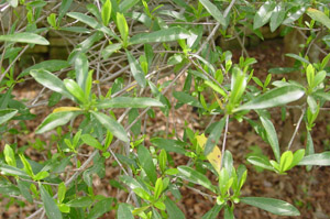 Black Titi, Buckwheat Tree leaves