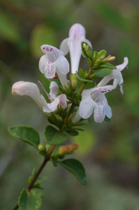 Georgia basil flowers