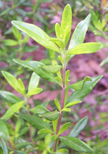 Georgia basil foliage