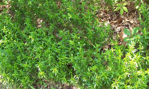 Georgia basil as ground cover