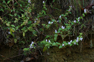 Georgia basil in the landscape