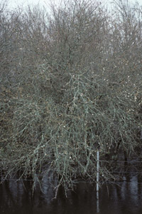 Mayhaw tree without leaves