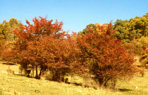 Washington Hawthorn, fall color