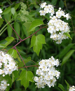 Washington Hawthorn flowers and leaves