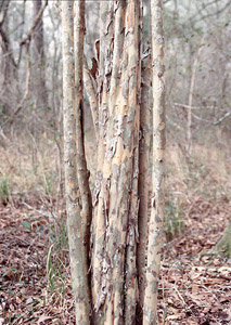 Parsley Hawthorn bark