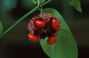 Strawberry-bush fruit